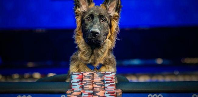 Grizzie WSOP