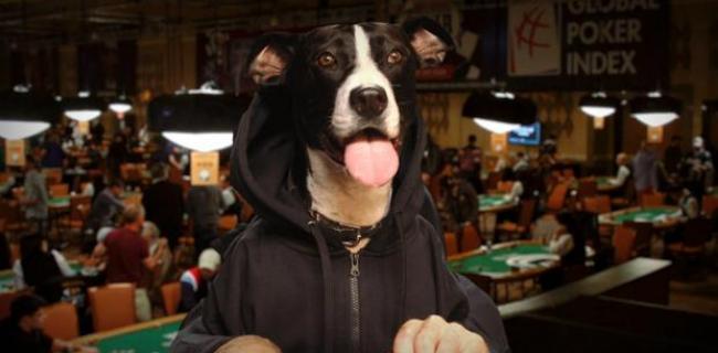Optimized NWM Lucy the Dog2